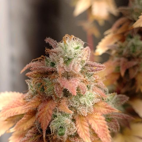 Big Bud 3 growlog timeline photo