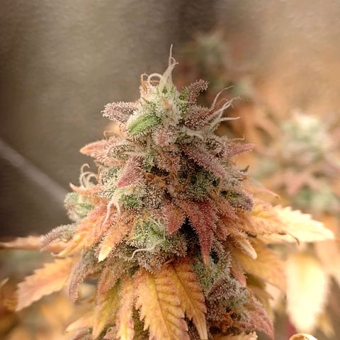 Big Bud 3 growlog timeline photo