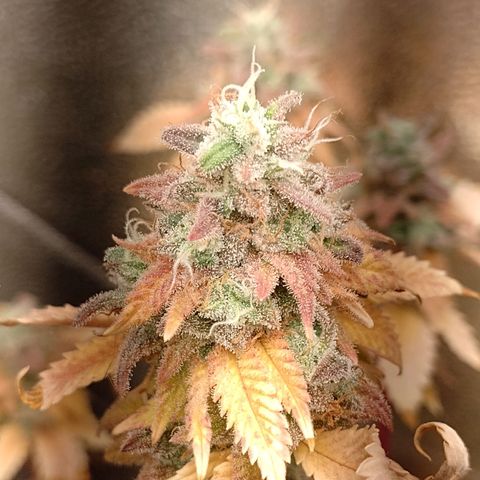 Big Bud 3 growlog timeline photo