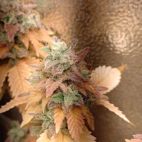 Big Bud 3 growlog timeline photo