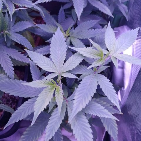 Banana Purple Punch #1 growlog timeline photo