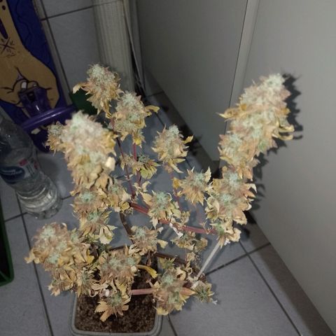 Big Bud 3 growlog timeline photo