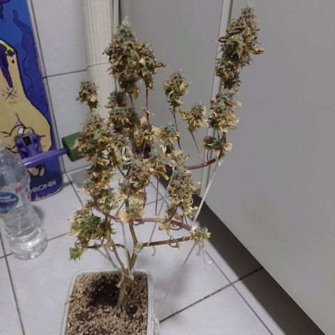 Big Bud 3 growlog timeline photo