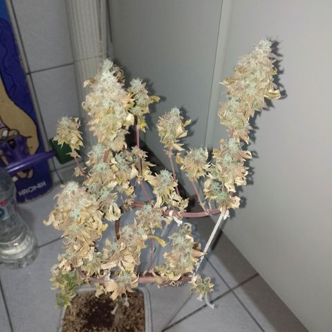 Big Bud 3 growlog timeline photo