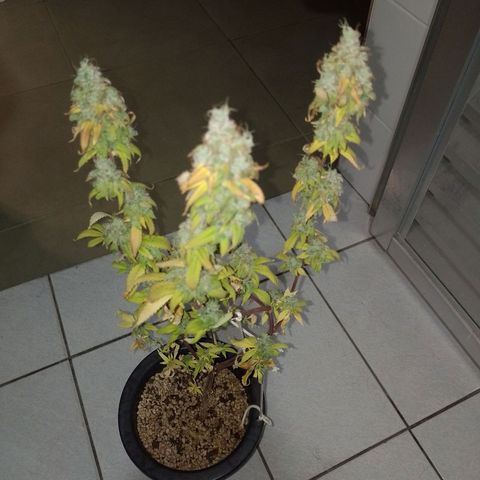 Sweet Cherry Pie growlog timeline photo