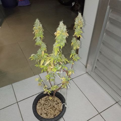 Sweet Cherry Pie growlog timeline photo
