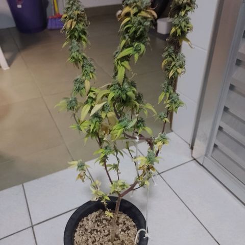 Sweet Cherry Pie growlog timeline photo