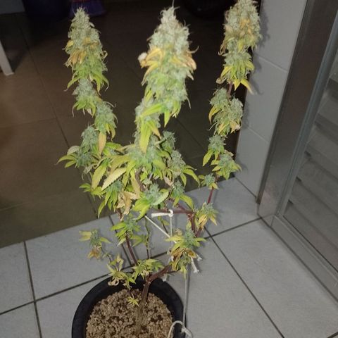 Sweet Cherry Pie growlog timeline photo