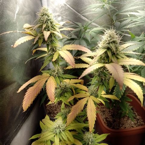 Sweet Cherry Pie growlog timeline photo
