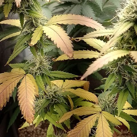 Sweet Cherry Pie growlog timeline photo