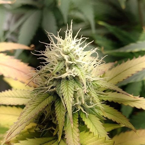 Sweet Cherry Pie growlog timeline photo