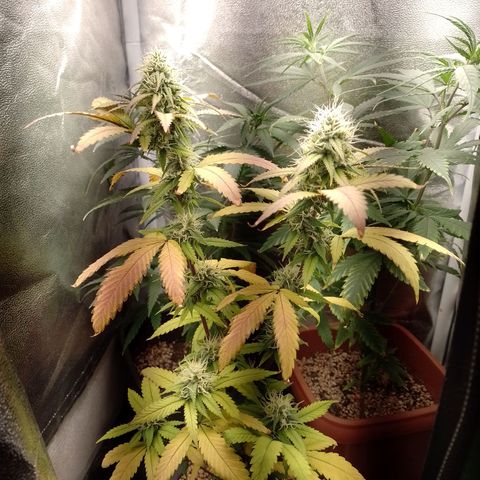 Sweet Cherry Pie growlog timeline photo