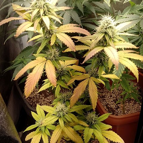 Sweet Cherry Pie growlog timeline photo