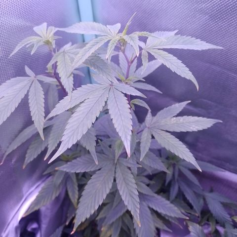 Banana Purple Punch #1 growlog timeline photo