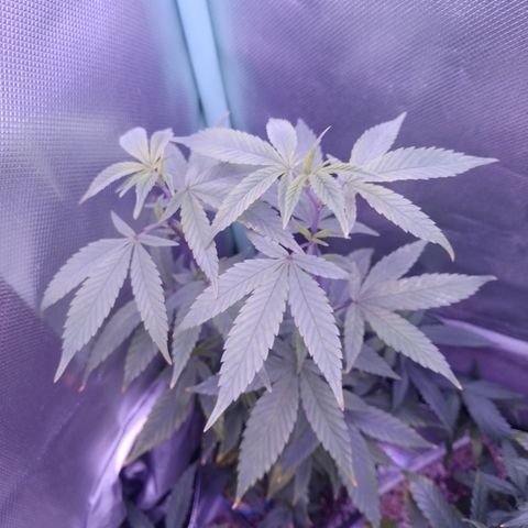 Banana Purple Punch #1 growlog timeline photo
