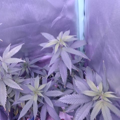 Sweet Cherry Pie 3 growlog timeline photo