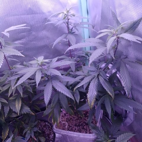 Sweet Cherry Pie 3 growlog timeline photo