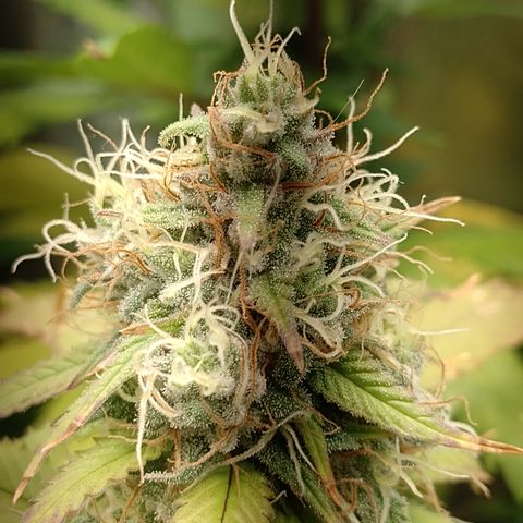 Sweet Cherry Pie growlog timeline photo