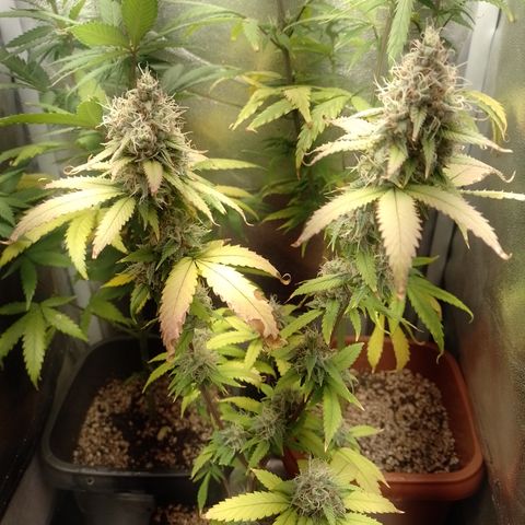 Sweet Cherry Pie growlog timeline photo