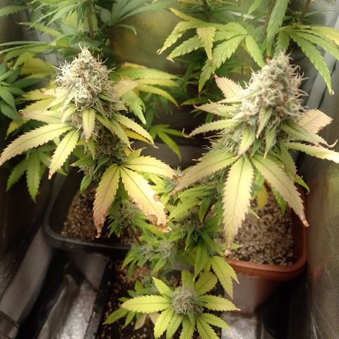 Sweet Cherry Pie growlog timeline photo