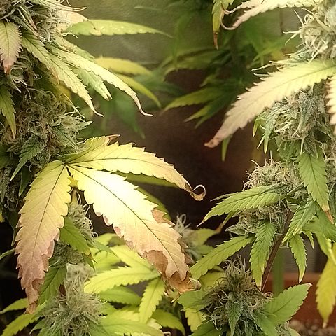 Sweet Cherry Pie growlog timeline photo