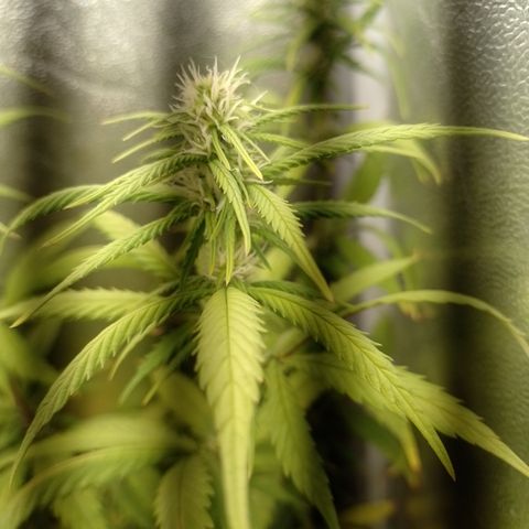 Amnesia H-Pro 1 growlog timeline photo