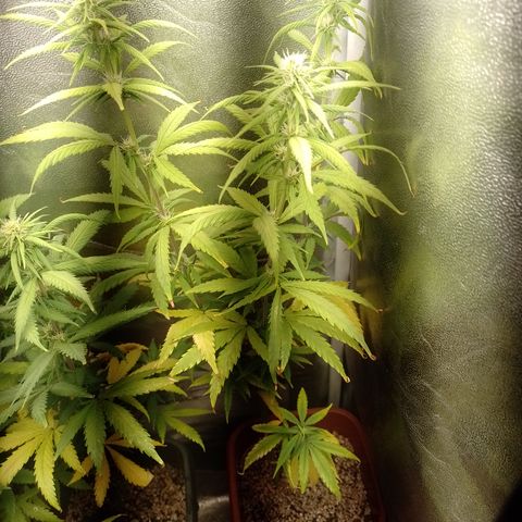 Amnesia H-Pro 1 growlog timeline photo