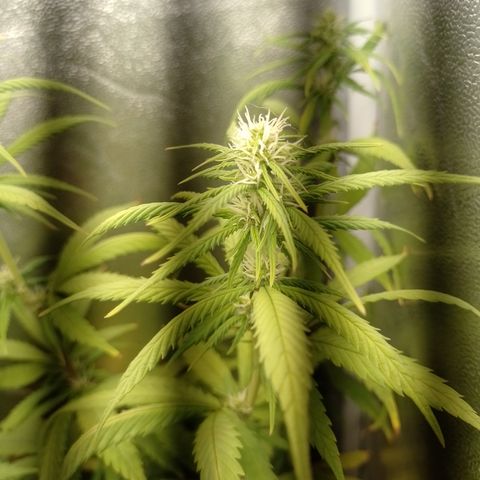 Amnesia H-Pro 1 growlog timeline photo