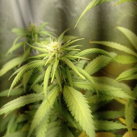 Amnesia H-Pro 2 growlog timeline photo