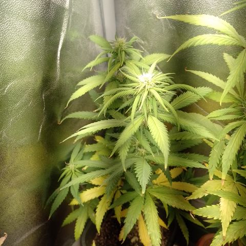 Amnesia H-Pro 2 growlog timeline photo