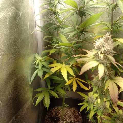 Amnesia H-Pro 2 growlog timeline photo