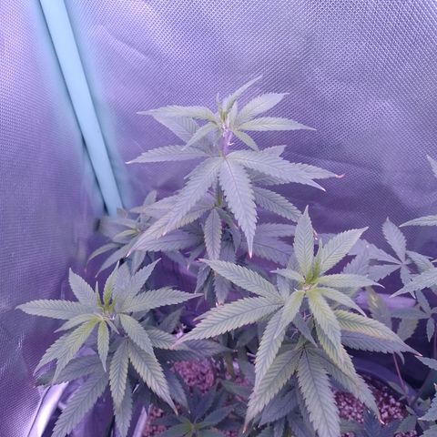 Sweet Cherry Pie 3 growlog timeline photo