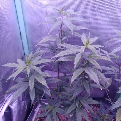 Sweet Cherry Pie 3 growlog timeline photo