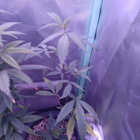 Purple Guetto growlog timeline photo