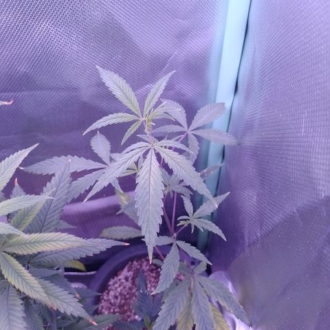 Purple Guetto growlog timeline photo