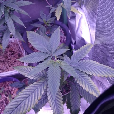 Sweet Cherry Pie #2 growlog timeline photo