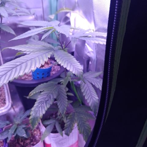 Sweet Cherry Pie #2 growlog timeline photo