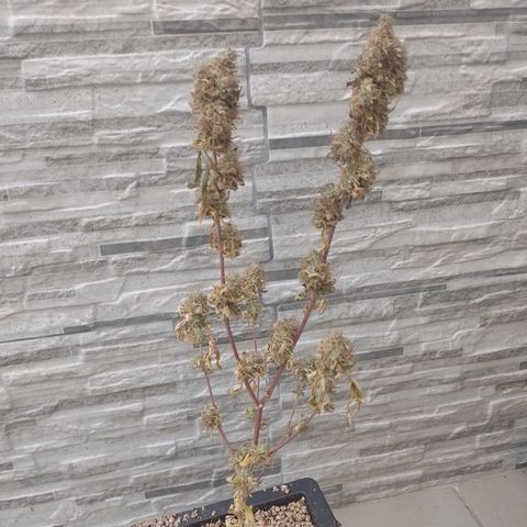 Sweet Cherry Pie growlog timeline photo