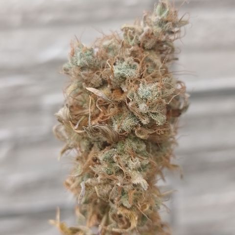 Sweet Cherry Pie growlog timeline photo