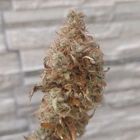 Sweet Cherry Pie growlog timeline photo