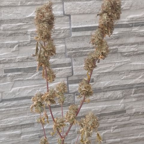 Sweet Cherry Pie growlog timeline photo