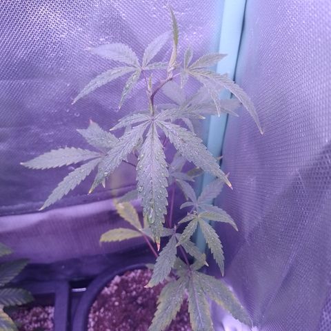 Purple Guetto growlog timeline photo