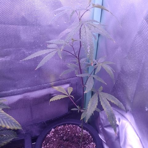 Purple Guetto growlog timeline photo