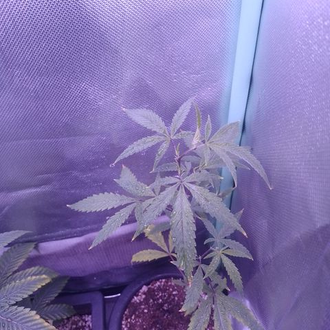 Purple Guetto growlog timeline photo
