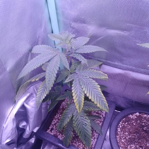Sweet Cherry Pie #2 growlog timeline photo