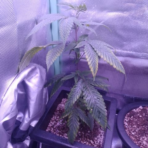 Sweet Cherry Pie #2 growlog timeline photo