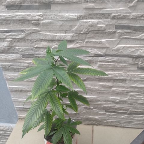 Sweet Cherry Pie #2 growlog timeline photo