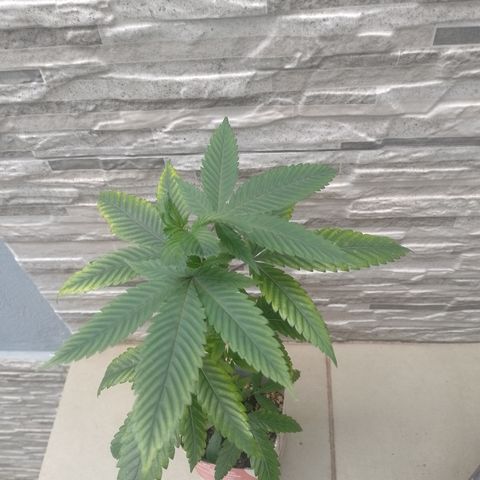 Sweet Cherry Pie #2 growlog timeline photo