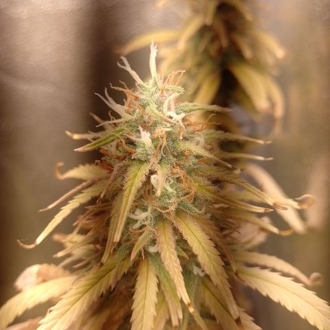 Amnesia H-Pro 1 growlog timeline photo