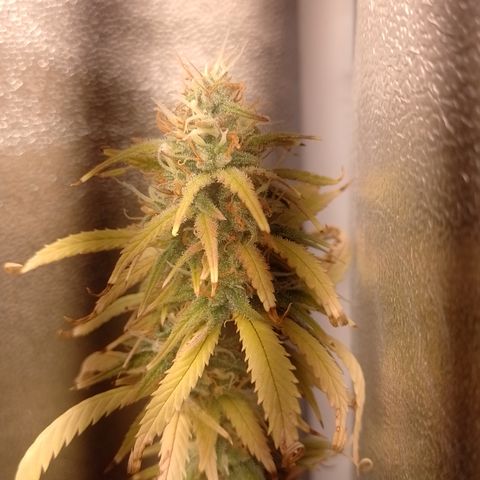 Amnesia H-Pro 1 growlog timeline photo